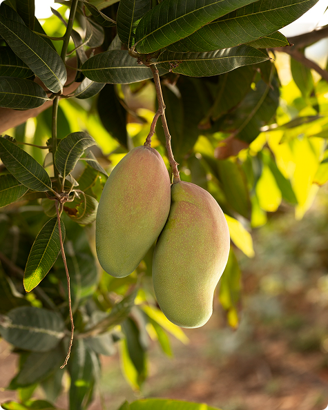 Fresh Mangoes